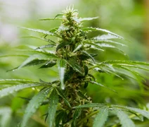 Estudo aponta composto da cannabis que alivia dor sem efeitos