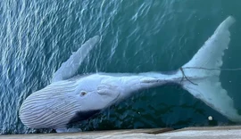 Filhote de baleia Jubarte é encontrado morto no Porto de Maceió