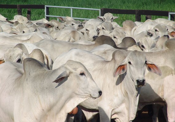 Dados apontam crescimento de 13,5% no abate de bovinos em AL