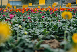Aproveite para turistar em destinos que exalam o colorido e o cheiro das flores