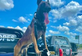 Com ajuda de cães farejadores, PM apreende 40 kg de drogas no interior de AL