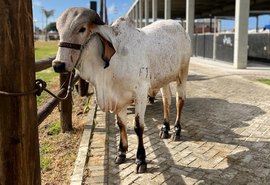 Expectativa da ACA é de que 20 mil pessoas participem da 72ª Expoagro Alagoas