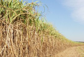 Presidente da Asplana destaca que safra 19/20 teve resultado positivo