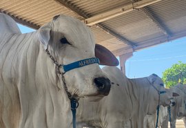 Parque da Pecuária começa a receber animais da 71ª Expoagro Alagoas