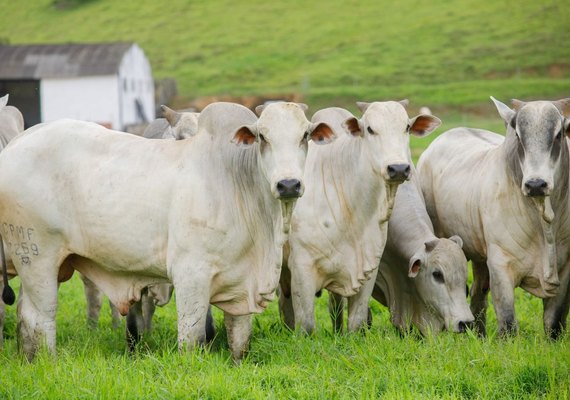 15º Leilão Nelore Positivo vai movimentar Expoagro/AL