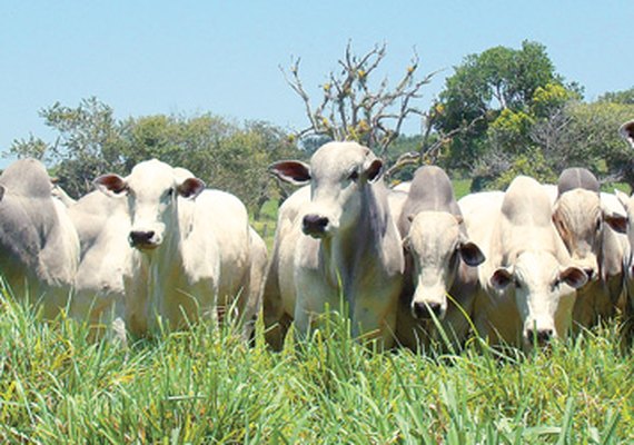 Expoagro deve movimentar R$ 8 mi em comercialização