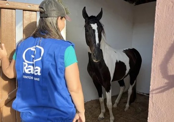 Expoagro 2025: Shopping Mangalarga Marchador oferece vantagens exclusivas de compra