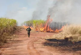 Usina Santa Clotilde promove evento sobre prevenção e combate a incêndios criminosos em canaviais