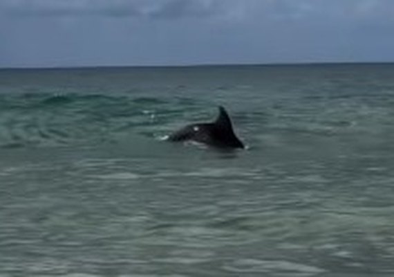 VÍDEO: Golfinho encanta turistas na praia do Francês