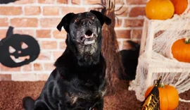 Feira de Adoção de pets terá temática de Halloween