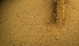 Agropecuária cresce 11,7%, impulsiona PIB e amplia participação na economia