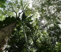 Alta de CO2 aumenta o tamanho das árvores na Amazônia, afirma estudo