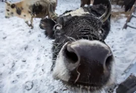 Fazendeiros criam gado e cavalos no frio extremo de -71°C