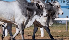 Leilão Capão de Angico Nordeste será uma das novidades da Expoagro