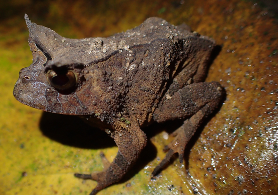 Projeto pioneiro do INMA mapeia novas ocorrências de anfíbio na Mata Atlântica