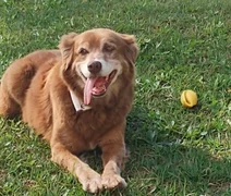 Sepultamento de cães e gatos em jazigos familiares é aprovado em São Paulo