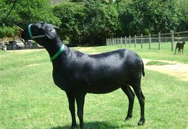 Leilão Nacional da Raça Santa Inês será um dos remates da 72ª Expoagro/AL