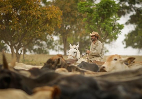 Manejo de plantas daninhas é essencial para maior produtividade da pecuária com pasto forte e robusto