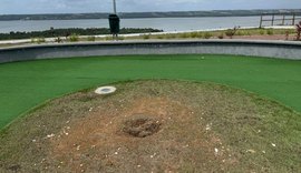 Muda de Ipê plantada por alunos da rede municipal é furtada em Maceió