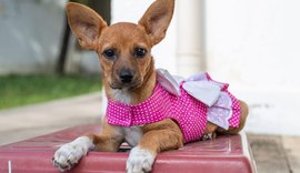 Feira de Adoção de animais é promovida neste domingo (22) em Maceió