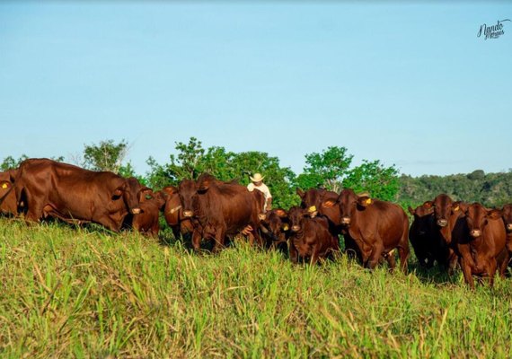 Leilão 3 Histórias oferta a elite da raça santa gertrudis