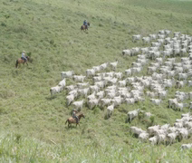 Fazenda Recanto completa 200 anos de história como referência em Alagoas