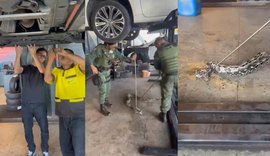 Jiboia é encontrada dentro de motor de carro em oficina no Barro Duro