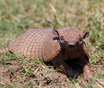 Tatupeba pode transmitir hanseníase, segundo IMA; veja os cuidados