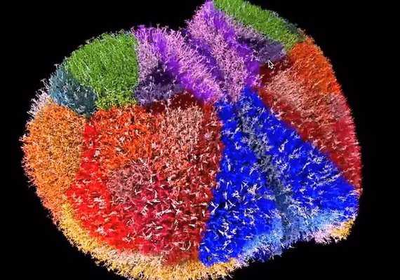 Supercomputador japonês cria mapa cerebral com 10 milhões de neurônios