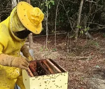 Sebrae lança projeto que vai impulsionar apicultura e meliponicultura no Sul de Alagoas