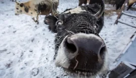 Fazendeiros criam gado e cavalos no frio extremo de -71°C