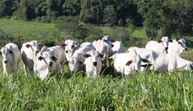 Tradição na pecuária atravessa gerações em Alagoas