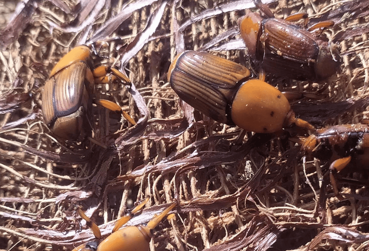 Mapa alerta para risco do bicudo-vermelho e reforça medidas de prevenção no país