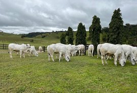 Lotes do 21º Leilão Nelore Barros Correia atende diversos tipos de criadores