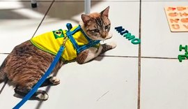 Gato desaparecido em Arapiraca é achado a 600 km de distância
