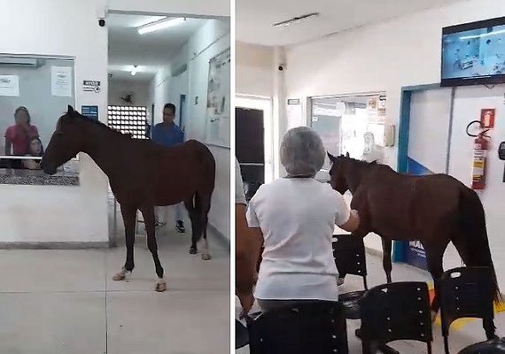 VÍDEO: Cavalo ''invade'' e defeca Unidade de Saúde do município de Maceió