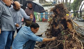Após queda de árvore, técnicos inspecionam a Rua das Árvores para evitar outros tombamentos