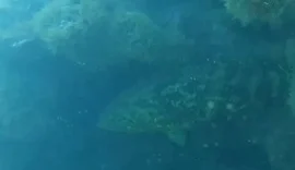 Espécie criticamente ameaçada reaparece em recifes de Coruripe