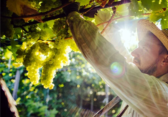Cooperativa vinícola fortalece sucessão no campo com valorização de jovens produtores