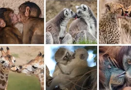 Primeiro beijo pode ter surgido há mais de 21 milhões de anos, apontam cientistas