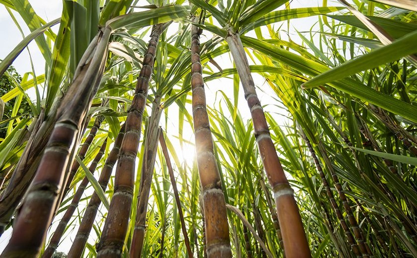 Projeto pretende gerar energia solar em área de canavial