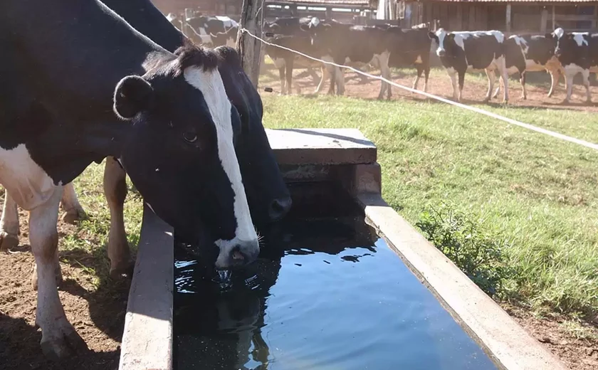 Nutrição eficiente ajuda a prevenir impacto de doenças relacionadas a transição das vacas leiteiras