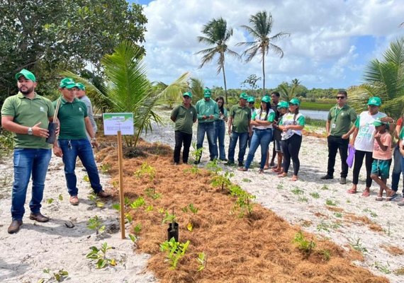 Coopaiba apresenta produção em consórcio com o coqueiro