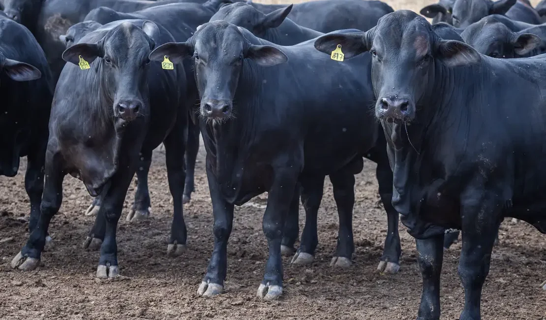 CMN reduz juros de financiamentos a cooperativas rurais pelo Pronaf