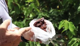 Conheça o 'Rabo-de-Bugio', a planta por trás da valiosa própolis vermelha em Alagoas