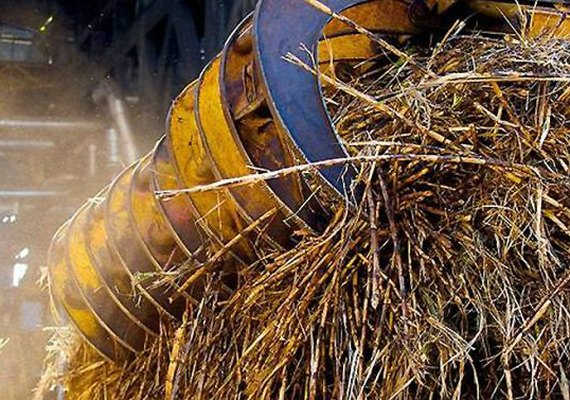 Safra da cana será recompensada por bons preços e exportação