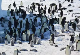 Fezes de pinguins revelam impactos do clima na Antártida