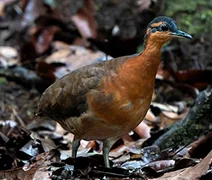 Nova espécie de ave na Amazônia chama atenção por semelhança com dodô: conheça a sururina-da-serra