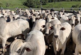 Irmãos Barros Correia reforçam oferta de touros avaliados
