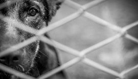 Cão mutilado e perturbação de sossego são descobertos após denúncias de maus-tratos em Viçosa